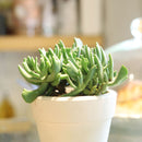 Elkhorn Plant for Sale, how to grow succulents, succulent plant, succulent care tips, succulent subscription, Rare succulents, succulent care guide, succulent care, Succulents shop near me, Elkhorn Plant in California, How to grow Elkhorn Plant, rare succulents, rare succulents for sale, unique succulents, buy succulents online, rare succulent, succulent shop, unusual succulents, succulent store, succulents online