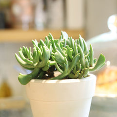 elk horn succulent Elkhorn Plant Rhombophyllum dolabriforme | Succulents Care