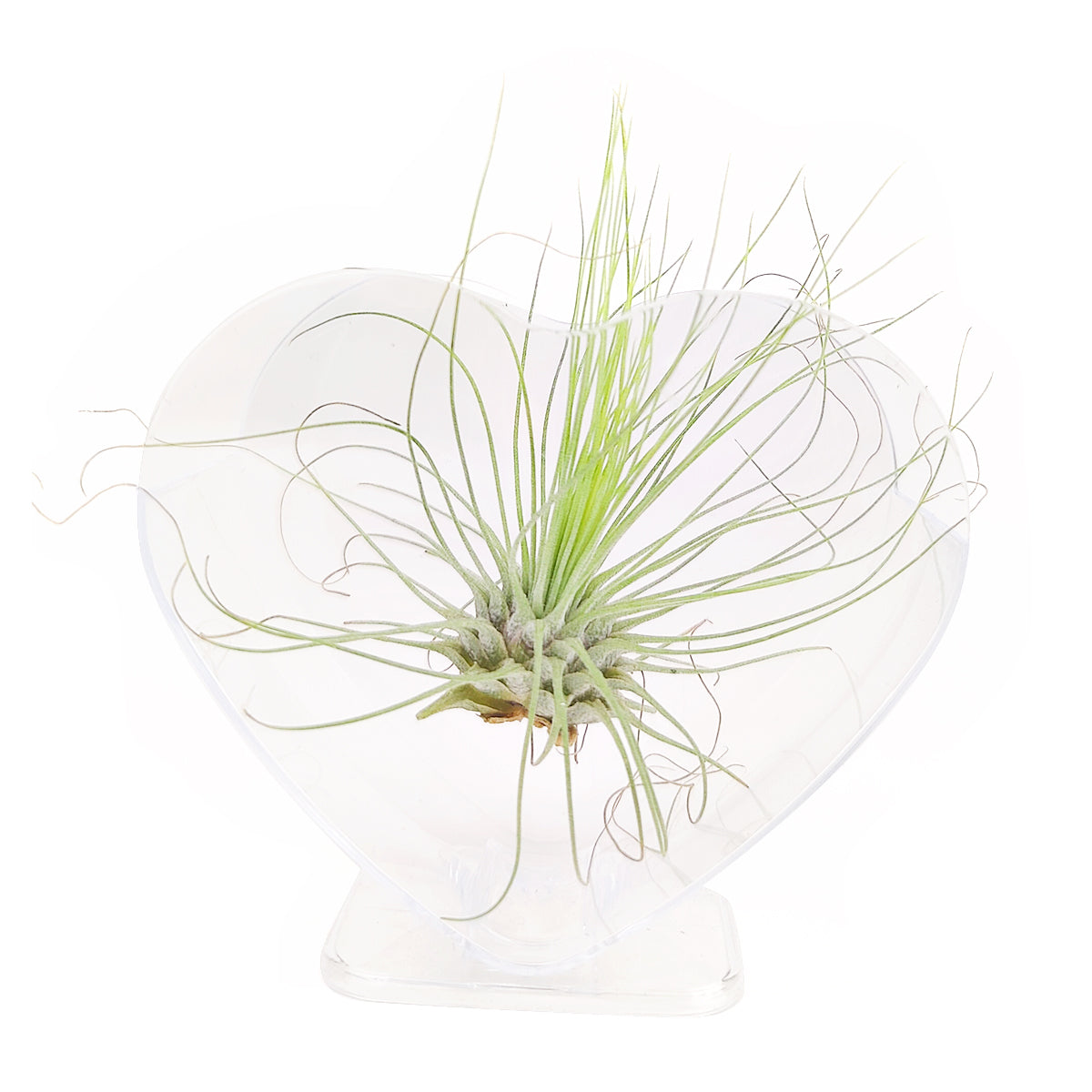 plastic air plants White Transparent Plastic Heart-Shaped Air Plant Holder - Airplant Display