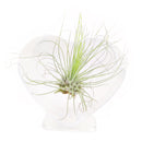 air plant display ideas, air plant display stand, unique air plant holder