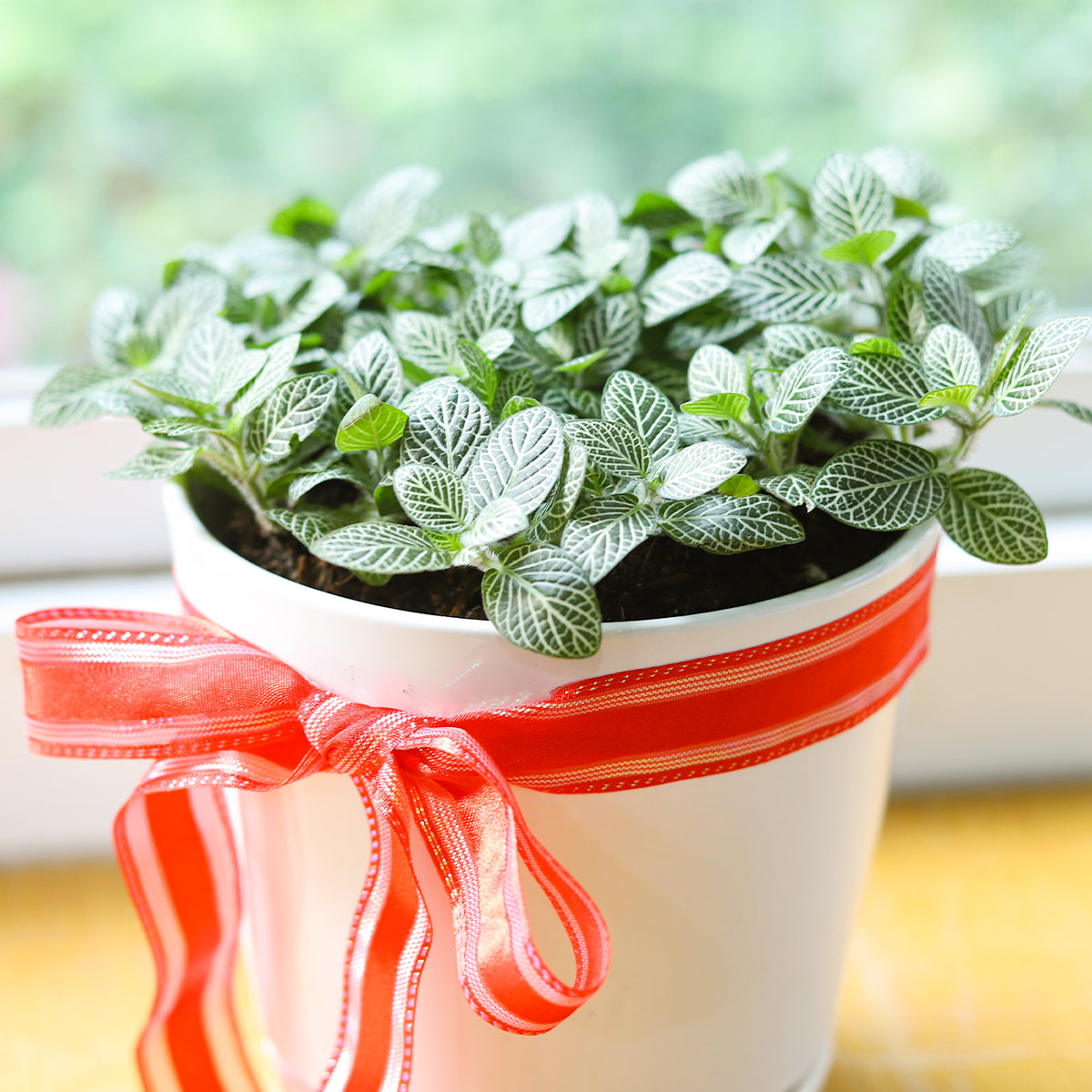 house plants with white veins White Nerve Plant (Fittonia Albivenis)