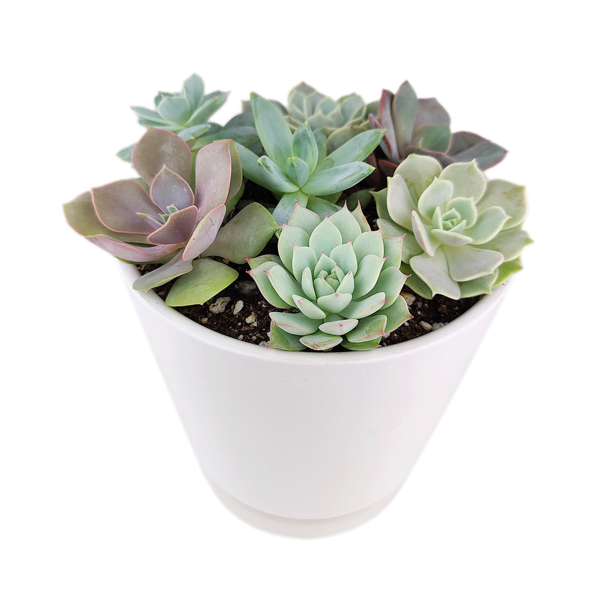 Succulent Arrangement in Ceramic Pot, rosette succulents, colorful succulents, stunning succulent arrangement for home and office decor, random succulents in ceramic pots