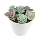 Succulent Arrangement in Ceramic Pot, rosette succulents, colorful succulents, stunning succulent arrangement for home and office decor, random succulents in ceramic pots