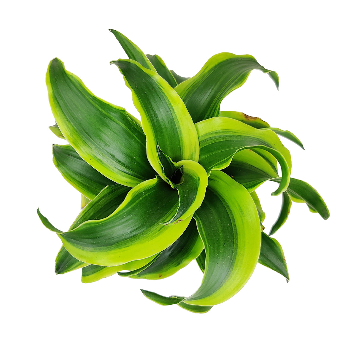 dracaena tornado care Dracaena Tornado - Unique Foliage Houseplants