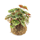 4&quot; Kokedama