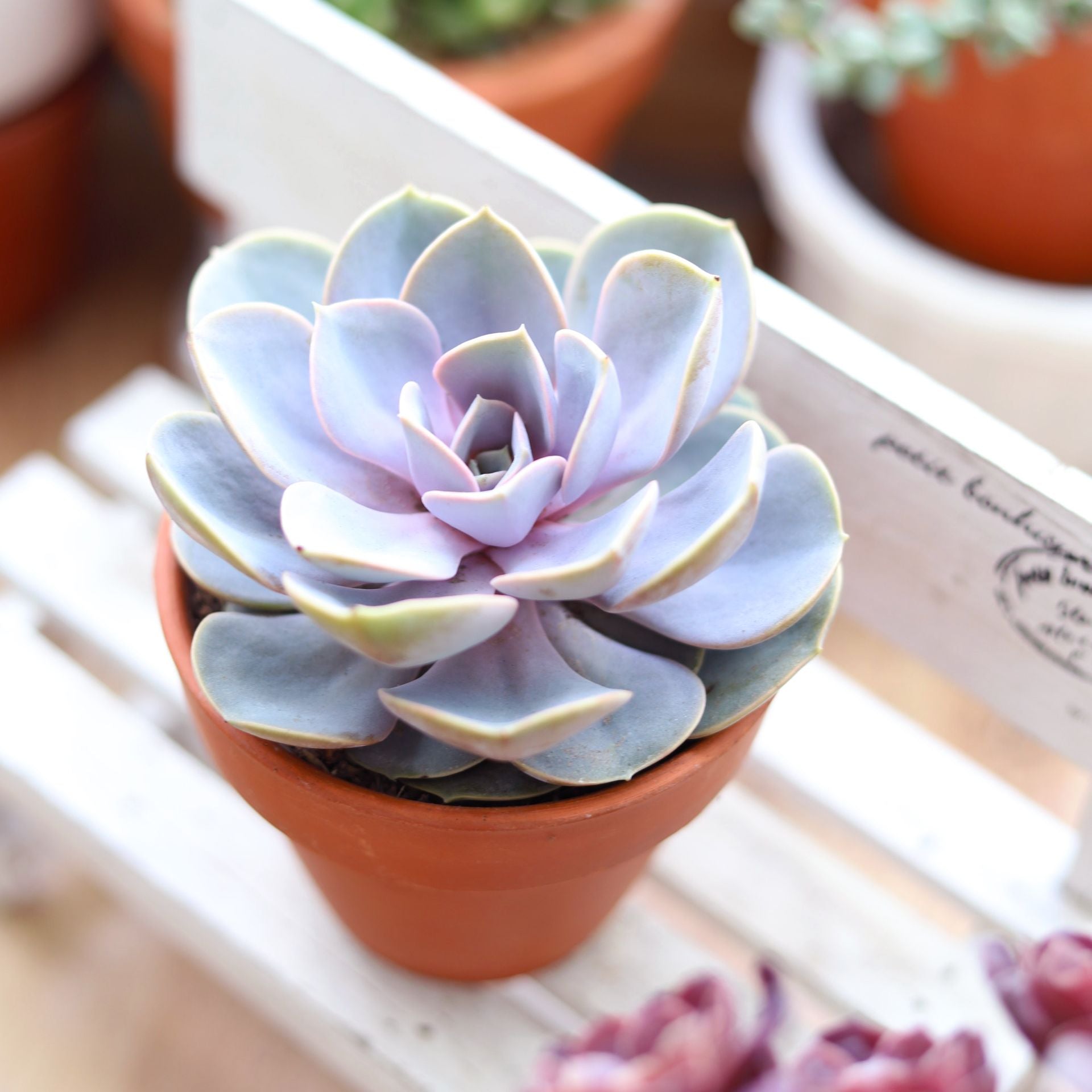 perle von nurnberg succulent Echeveria Perle Von Nurnberg