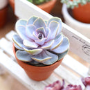 Echeveria perle von nurnberg, succulent subscription, succulents store in CA, succulent plant, indoor succulents