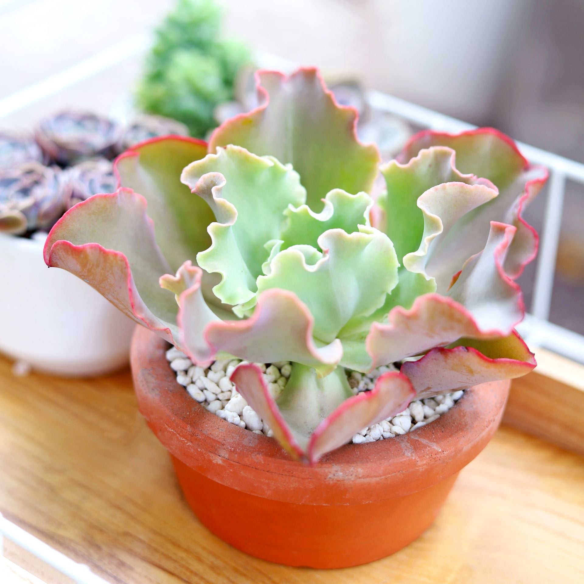 first lady succulent Echeveria Crinoline Ruffles for Sale