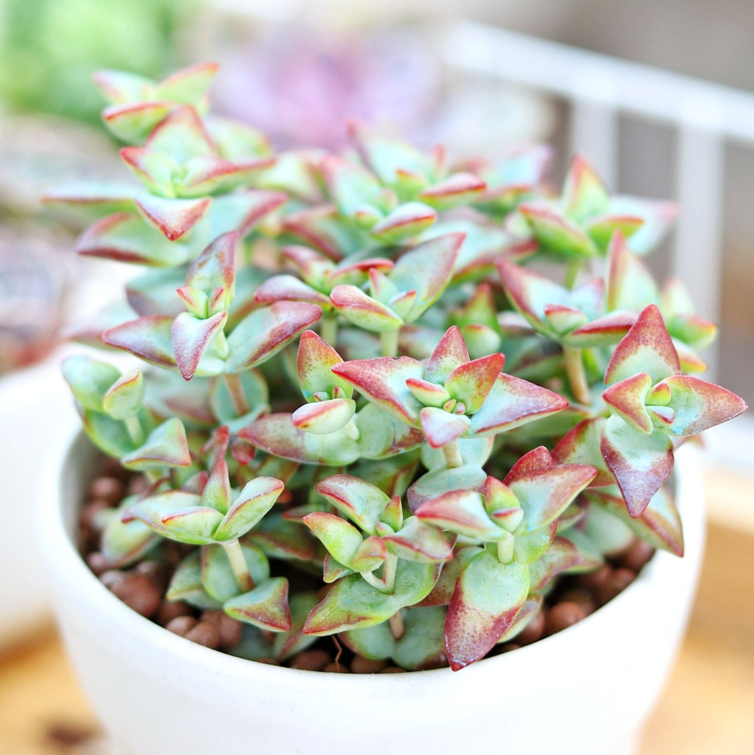 high voltage succulent Crassula High Voltage