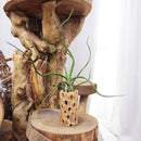 bulbosa belize, tillandsia ionantha rubra, where belize, where belize located, ionantha rubra, bulbosa, who colonized belize, bulbosa belize air plant