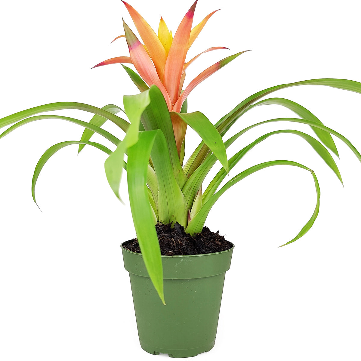 Guzmania hybrid Orange, Flowering Houseplants, Indoor Houseplant, Colorful Flowering Houseplants, Pet-Friendly Houseplants