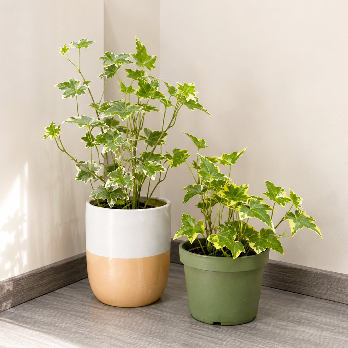 4 inch 2 English Ivy Variety Pack for sale. The 2 English Ivy Variety Pack features two beautiful English Ivy plants with lush trailing vines that bring timeless greenery to any indoor space. These easy-care plants thrive in bright, indirect light and prefer evenly moist, well-draining soil. This versatile plant bundle is perfect for hanging baskets, shelves, offices, and home décor.