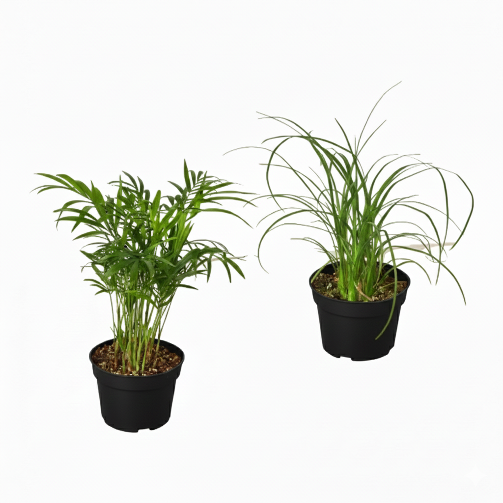 2 Palm Variety Pack, 4 inch Palm Variety Pack, easy to care indoor plants, air purifying houseplants for sale