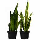 Snake Plant, Mother-in-Law’s Tongue, 6 inch snake plants for sale, buy snake plants online, Easy-care live plants, beginner-friendly plants