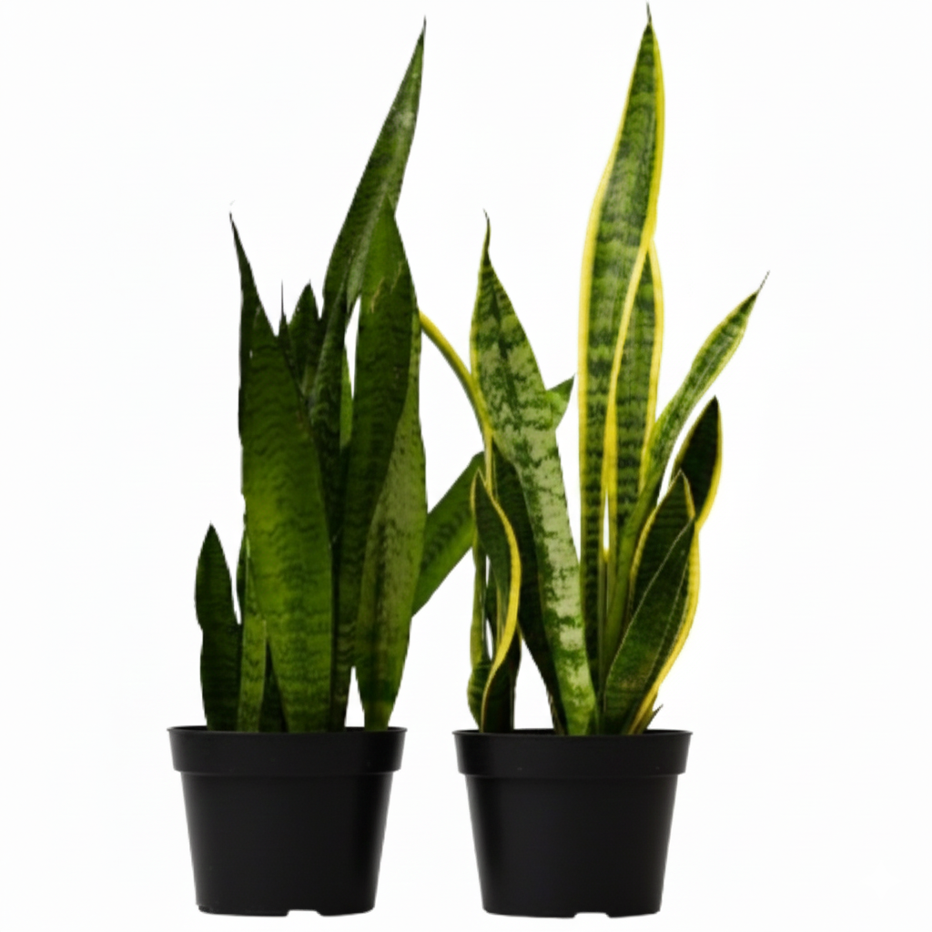 Snake Plant, Mother-in-Law’s Tongue, 6 inch snake plants for sale, buy snake plants online, Easy-care live plants, beginner-friendly plants