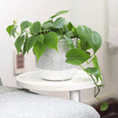 6 inch planter, houseplant pot, round cement plant pot, basket design planter, large planter for houseplants, buy houseplant pot near me, houseplant pot for home decor