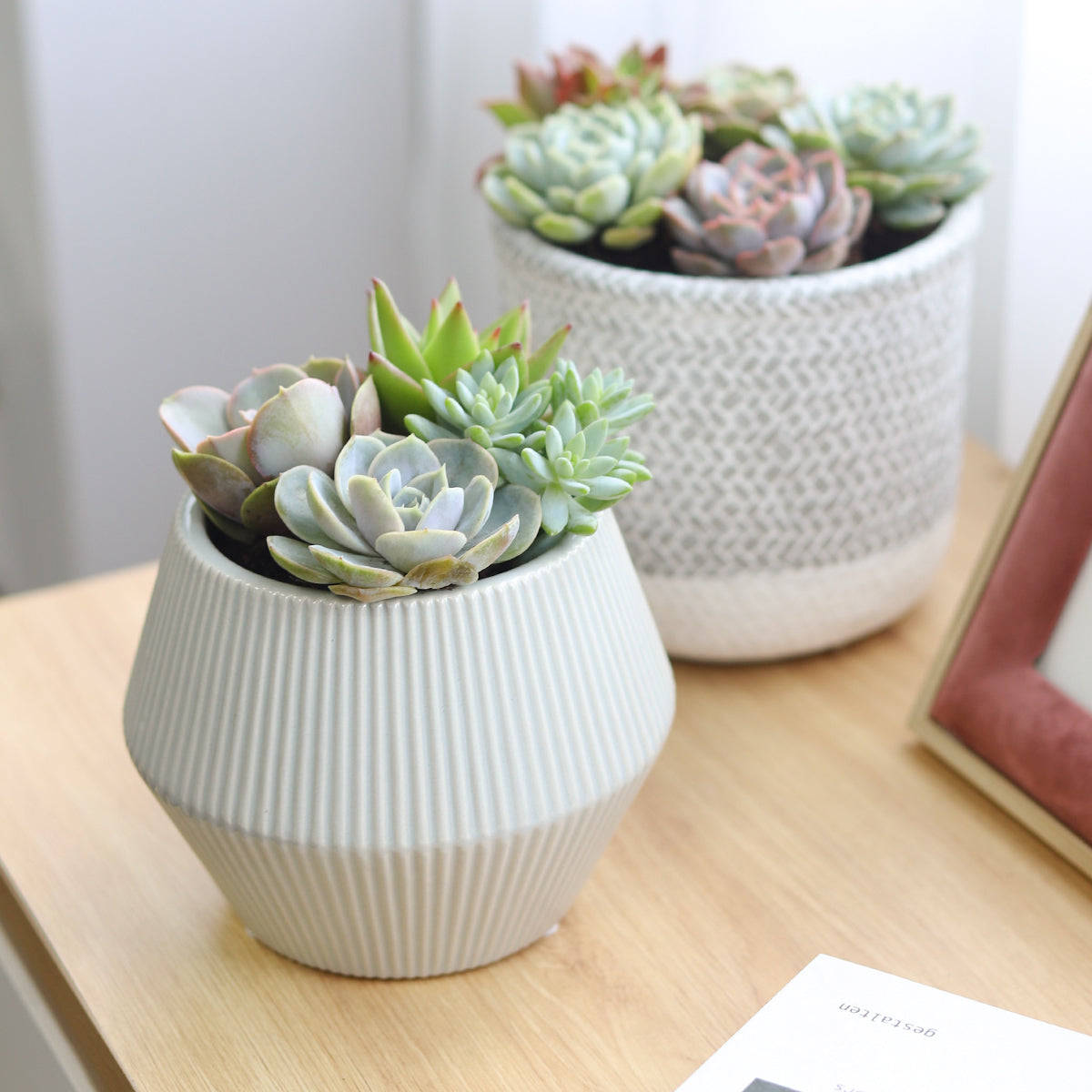 geometric succulent plant Succulent Arrangement in White Geometric Striped Ceramic Planter