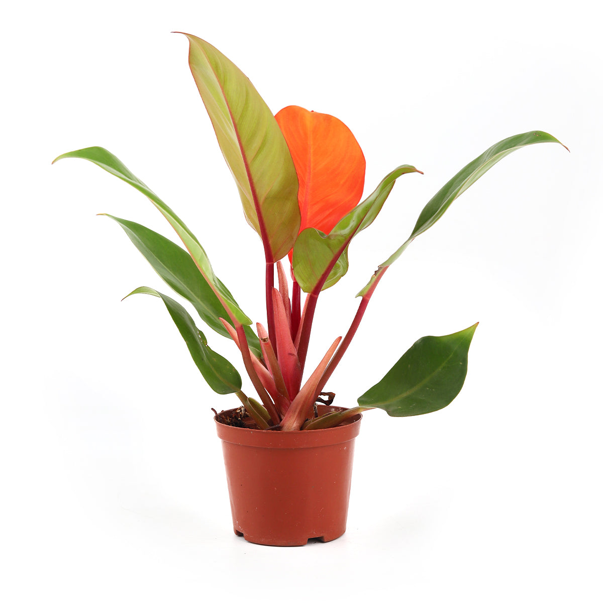 cherry philodendron Philodendron Cherry Red - Colorful Air-purifying Plants For Home, Office
