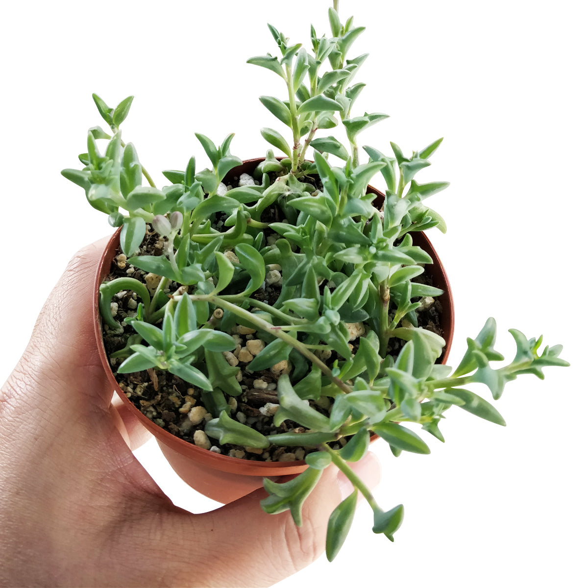 buy dolphin succulents String of Dolphins Succulent For Sale