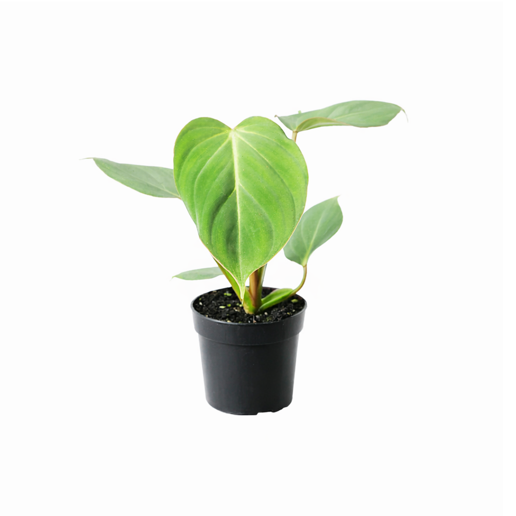 philodendron houseplant for sale Philodendron Gloriosum Heart-shaped Leaves, Easy Care Indoor Plants