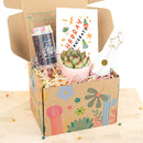 Holiday Gift Box - 1 Succulent 1 Sparkler and 1 Confetti Popper