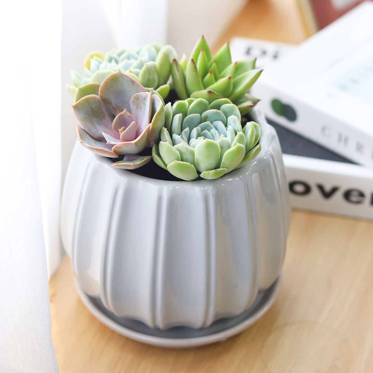 grey succulent pot Succulent Arrangement in Grey Ceramic Contour Planter