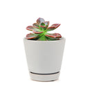  How to grow Echeveria Melaco, How to care echeveria succulents for thanksgiving, Easter echeveria gift, echeveria, echeveria succulent, echeveria types, succulent echeveria, buy succulents online, succulent shop, succulent store, echeveria plant, indoor succulents