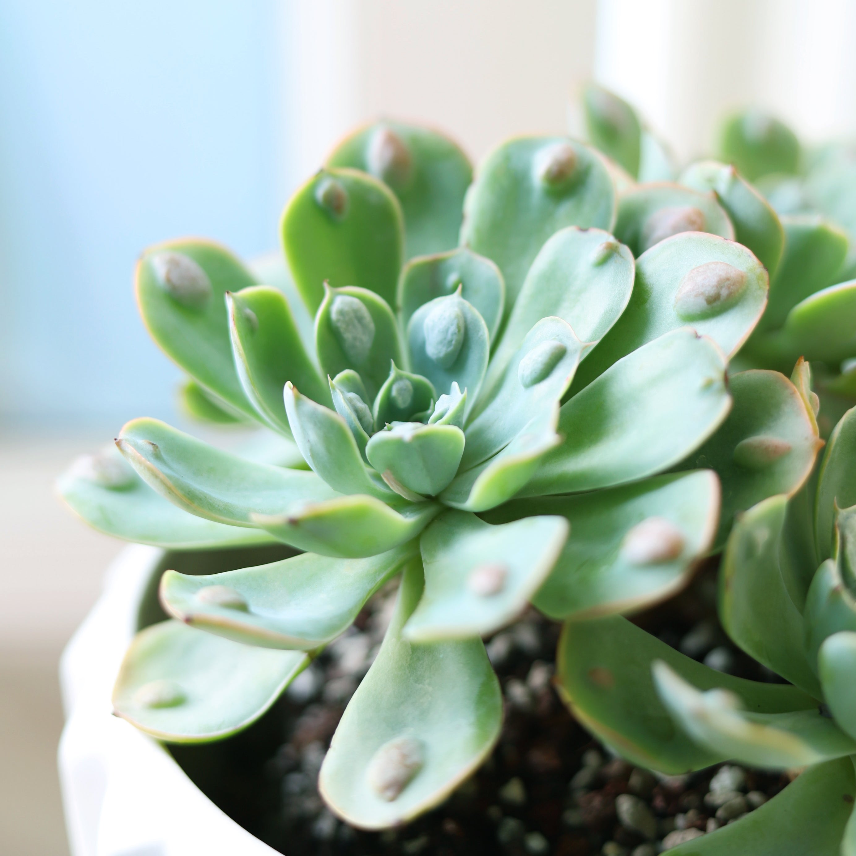echeveria raindrops succulent Echeveria Raindrops Succulent