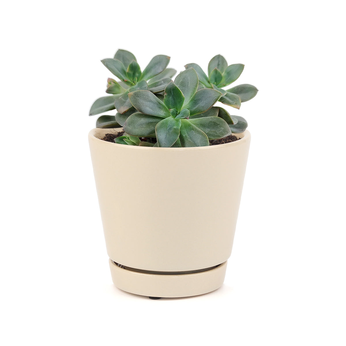 echeveria succulent, echeveria types, succulent echeveria, buy succulents online, succulent shop, succulent store, echeveria plant, indoor succulents