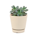 echeveria succulent, echeveria types, succulent echeveria, buy succulents online, succulent shop, succulent store, echeveria plant, indoor succulents