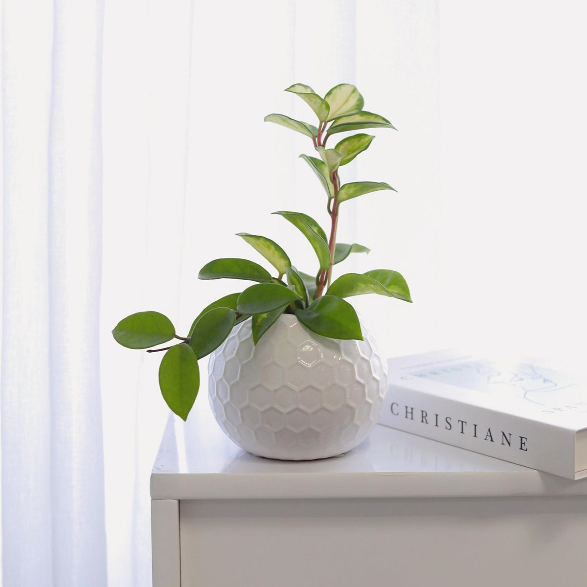 hoya krimson princess, hoya tricolor, krimson princess hoya, tricolor hoya