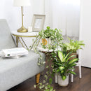 Pothos N&#39;joy Hanging Basket, how to care for Pothos N&#39;joy, variegated houseplants, care tips for growing pothos n&#39;joy