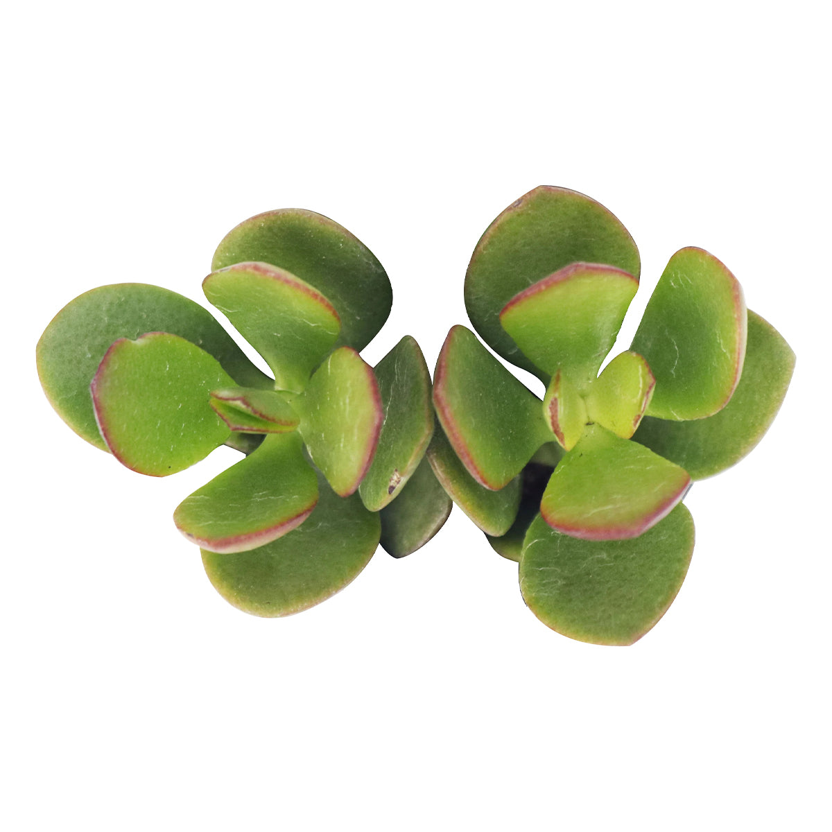 Crassula Ovata Obliqua Jade Plant for sale, How to care for Crassula Ovata Obliqua Jade Plant, Friendship Tree, Lucky Plant, Money Tree, Penny Plant, Dollar Plant, Tree of Happiness, crassula, crassula plant, crassula succulent, crassula types, crassula varieties, types of crassula, crassula species, crassulas, succulent crassula, dwarf jade plant, jade plant for sale, lucky plant for sale, money tree for sale