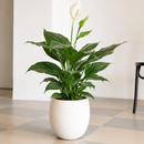 Air Purifying plants, 4 inch houseplant for sale, buy live plants online, wellness inspired indoor plant set, ornamental foliage plants for home decor, nursery grown live houseplants, indoor jungle starter collection