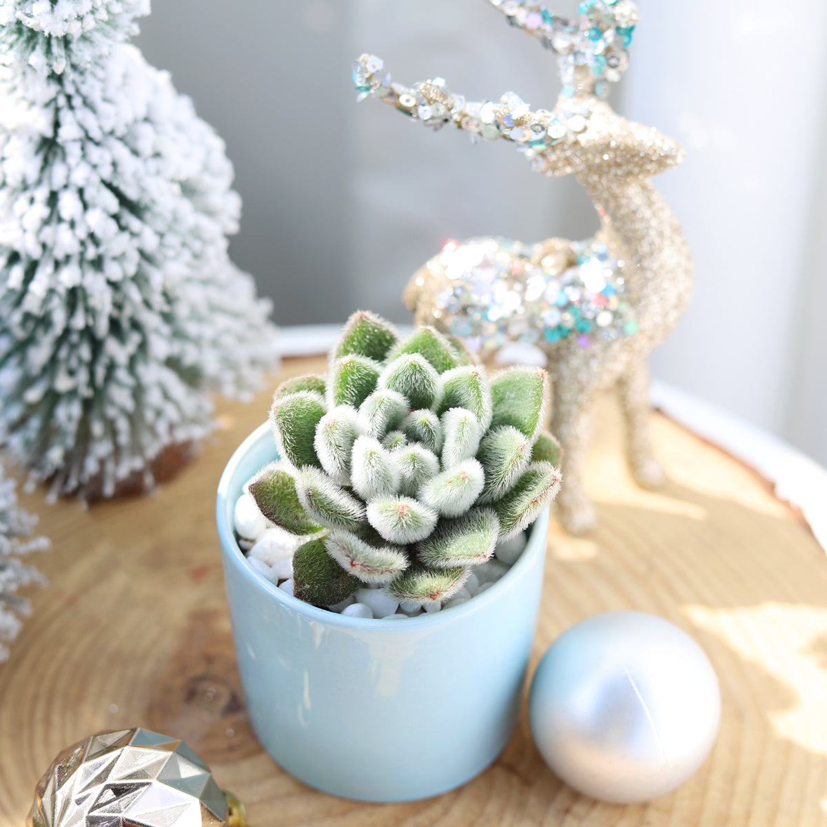 cute little pots for succulents Blue Modern Cylinder Pot