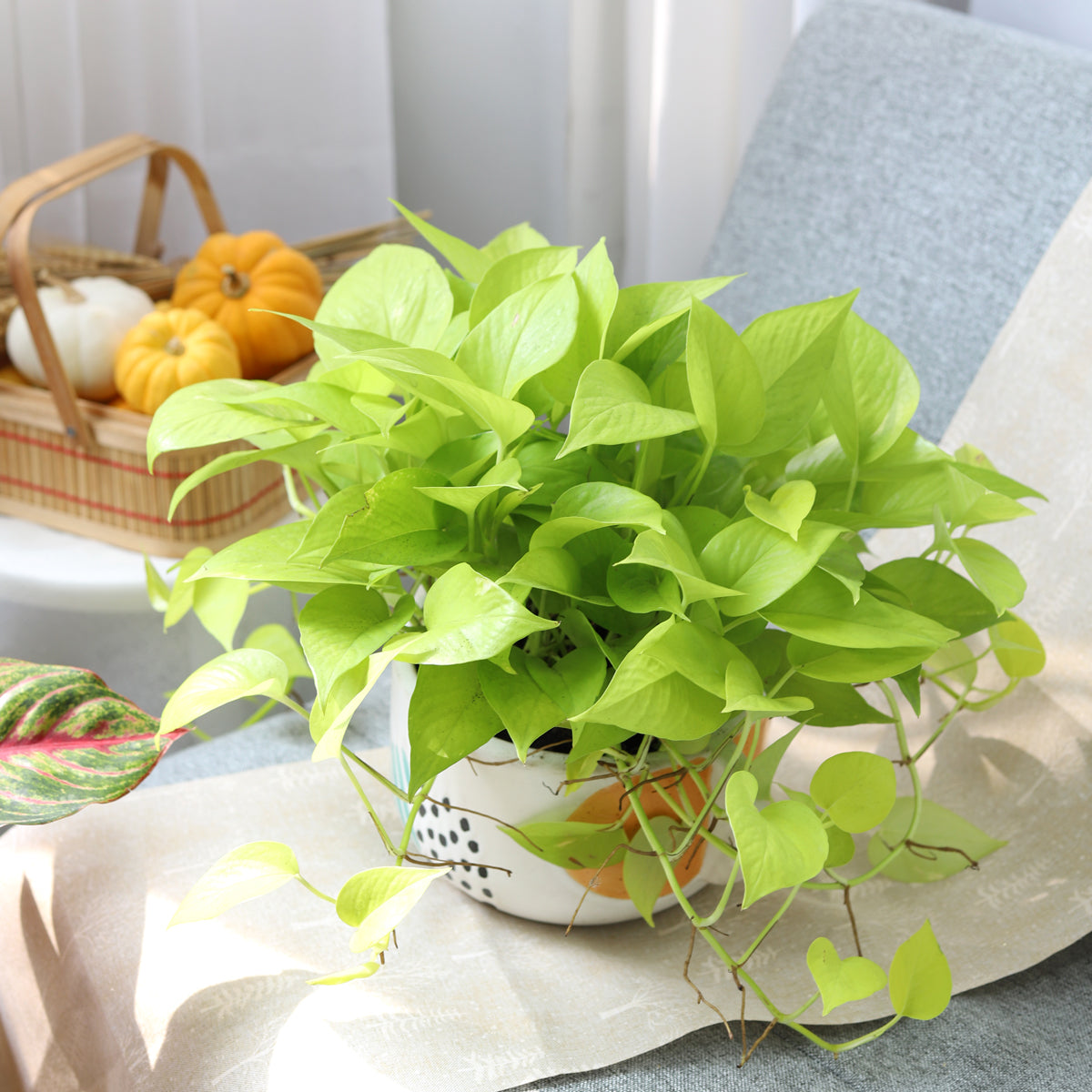 neon pothos, neon pothos care, neon pothos plant, neon pothos near me, epipremnum aureum neon, pothos plants, pothos plants for sale, pothos plants near me, Holiday houseplant decor ideas