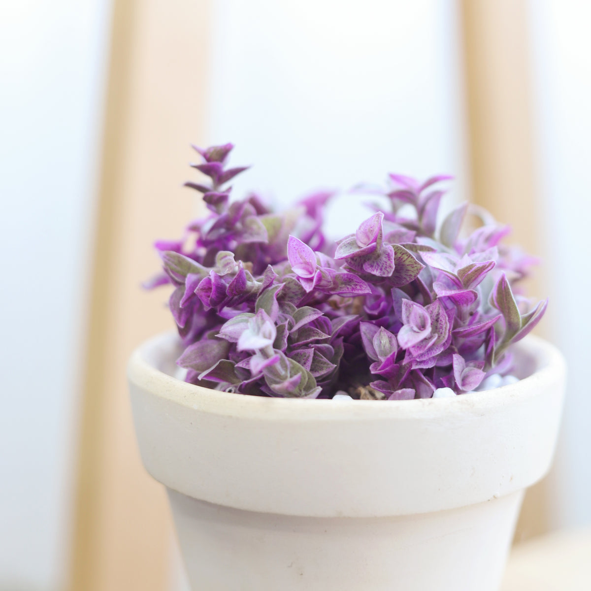 Pink Panther Plant for sale, buy Pink Panther Plant online, Callisia Repens Pink Lady (Turtle Vine), succulents for sale, succulents near me, colorful succulents for sale