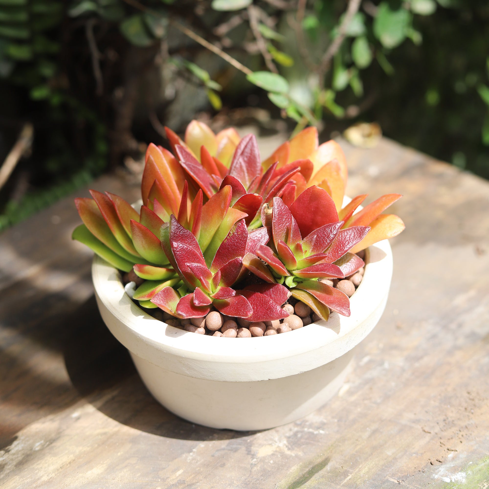 Crassula Campfire for Sale, succulents shop in California, succulent plant, succulent subscription, succulent care tips, indoor succulents, succulents garden, how to grow succulents