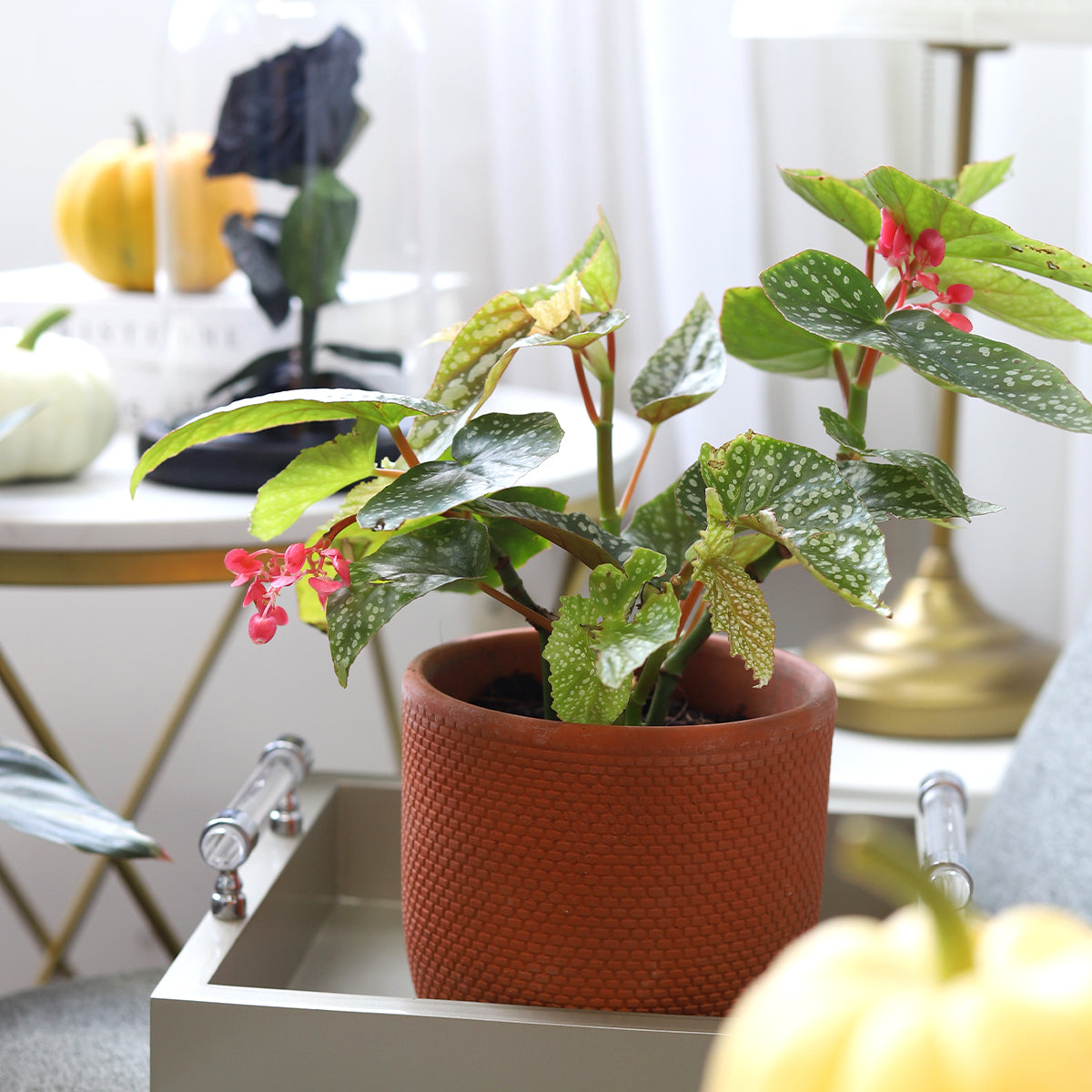 Begonia Maculata, Polka Dot Begonia, Angel Wing Plant, Spotted Begonia, Colorful Foliage Houseplant, angel wing-shaped plants, colorful foliage houseplant, easy to care houseplant for beginner