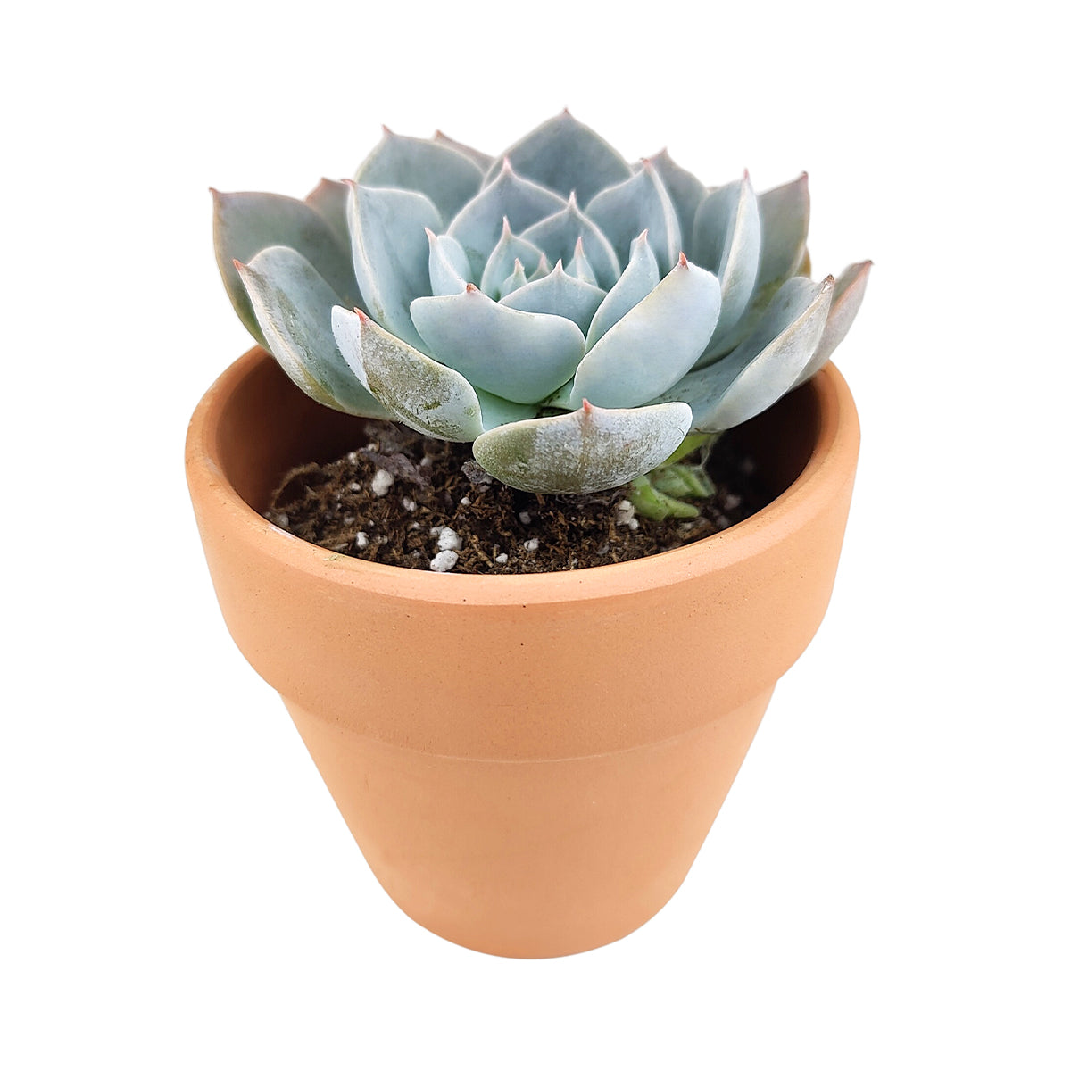 succulent thesaurus Echeveria Simulans f/ Rayones - Succulent Plant - Succulent Care Guide