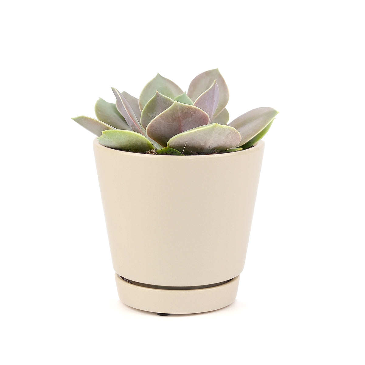 echeveria succulent, echeveria types, succulent echeveria, buy succulents online, succulent shop, succulent store, echeveria plant, indoor succulents