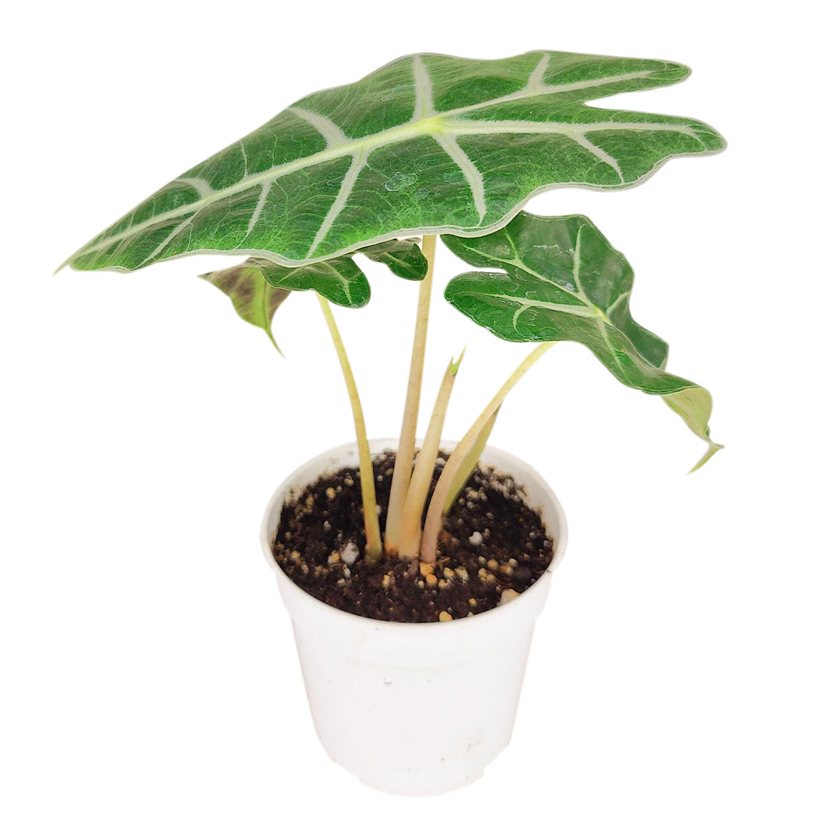 Alocasia Plant Box