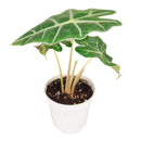 Alocasia Polly, Tropical Houseplants, Indoor Houseplants, Easy Care Houseplants, How to Care for Alocasia Polly, Elephant Ear Plants, best online nursery for perennials
