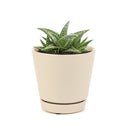 White fox aloe for sale, succulent care tips, succulents store in CA, how to grow succulents, Rare succulents, Succulents shop near me, cactus, succulent care, succulents garden, White fox aloe in California, How to grow White fox aloe, colorful foliage succulent