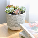 rosette succulents, colorful succulents, stunning succulent arrangement for home and office decor, unique succulent plants