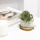 cement air plant holder, seashell air plant holder, Mini Air Plant Holder for sale, buy Cement Seashell Mini Air Plant Holder online, Mini Air Plant display ideas, air plant holder, seashell air plant holder for home and office decor