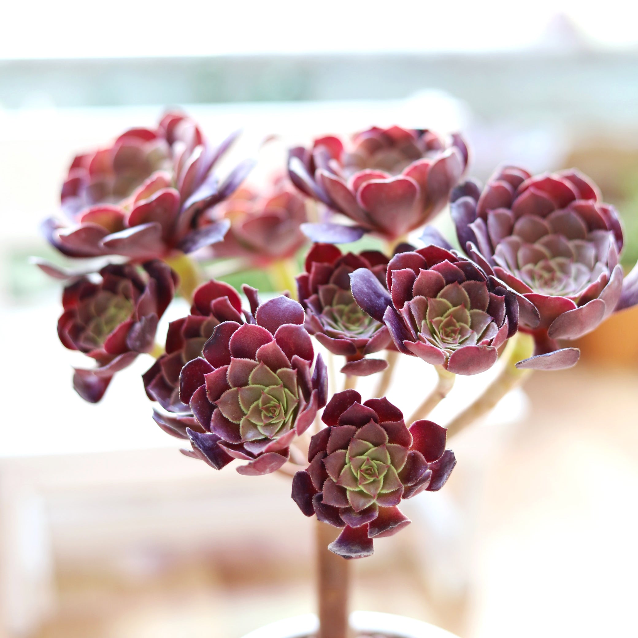 black rose succulent cuttings Black Rose Zwartkop Aeonium