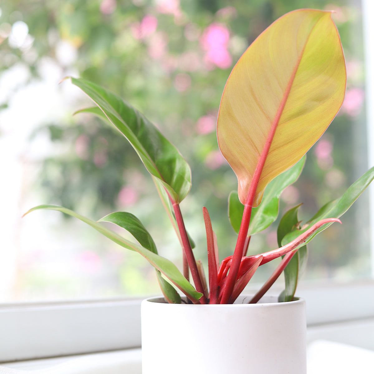 cherry red philodendron price Philodendron Cherry Red - Colorful Air-purifying Plants For Home, Office