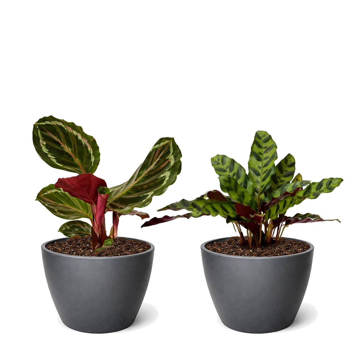 Random Calathea Variety 2-Pack 4" Pots Elegant Living Decor, Buy 4 inch plant bundle online, Colorful foliage houseplants for home office, Live indoor plant gift ideas
