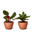 Random Calathea Variety 2-Pack 4" Pots Elegant Living Decor, Buy 4 inch plant bundle online, Colorful foliage houseplants for home office, Live indoor plant gift ideas